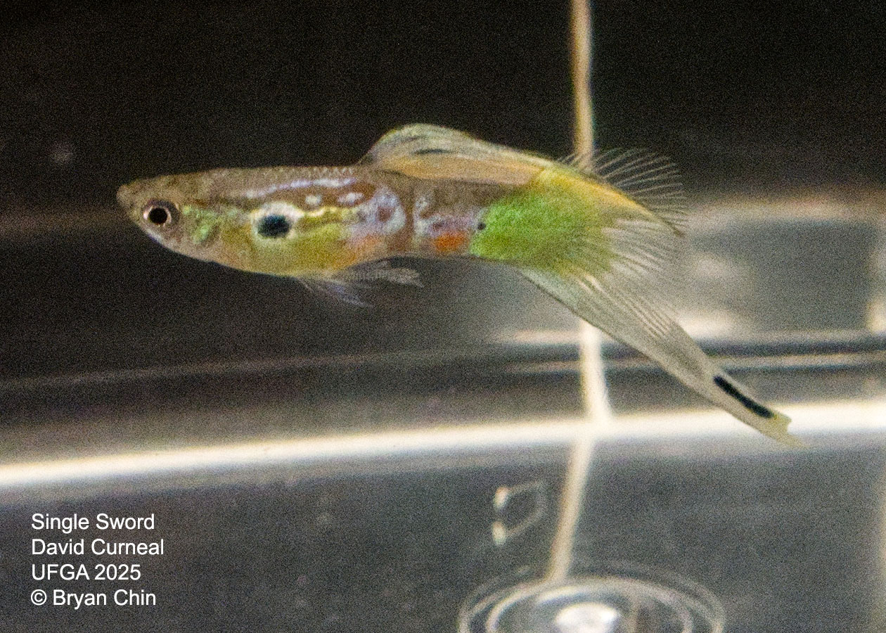 Guppy Single Swordtail